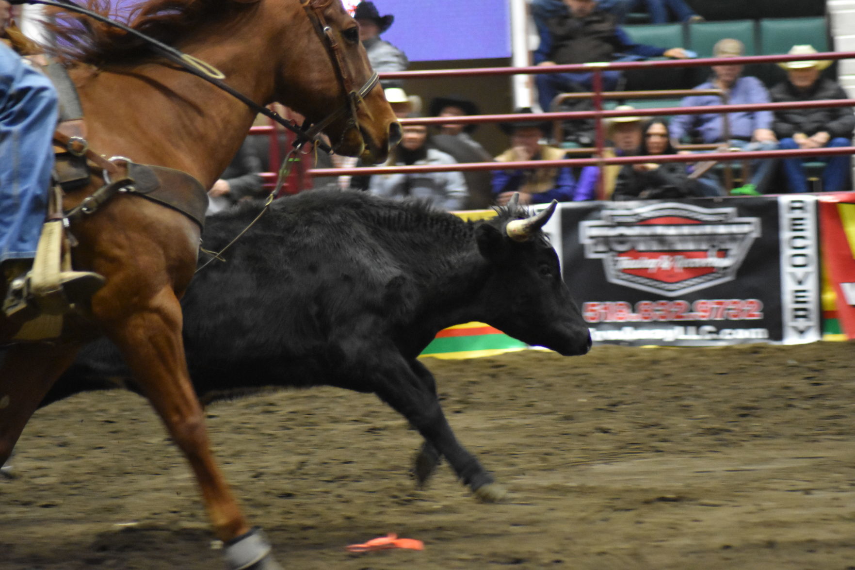 Rodeo
